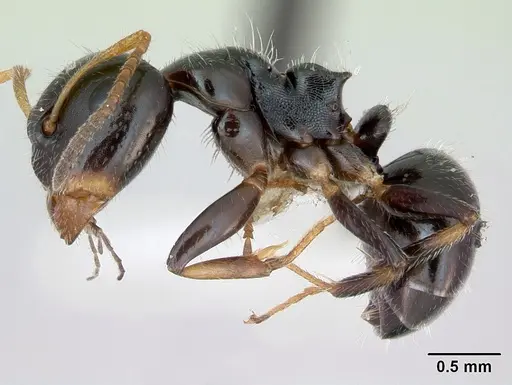 Camponotus raphaelis specimen INBIOCRI001254189 image inbiocri001254189_3