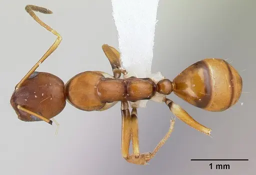 Camponotus reaumuri specimen CASENT0001332 image casent0001332_1