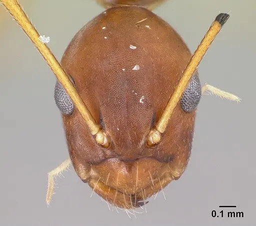 Camponotus reaumuri specimen CASENT0001332 image casent0001332_2