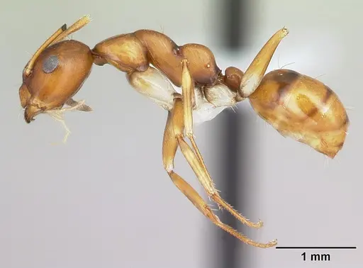 Camponotus reaumuri specimen CASENT0001332 image casent0001332_3