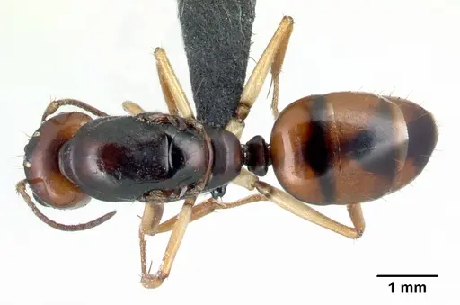 Camponotus reaumuri specimen CASENT0067964 image casent0067964_1