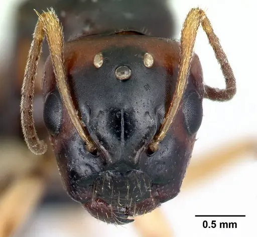 Camponotus reaumuri specimen CASENT0067964 image casent0067964_2
