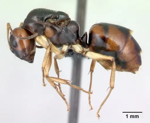Camponotus reaumuri specimen CASENT0067964 image casent0067964_3