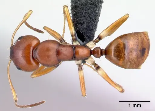 Camponotus reaumuri specimen CASENT0067965 image casent0067965_1