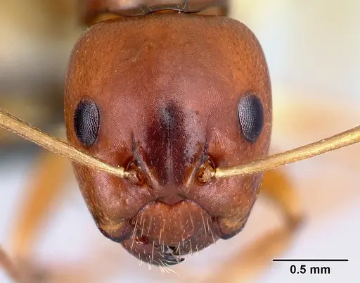 Camponotus reaumuri specimen CASENT0067965 image casent0067965_2