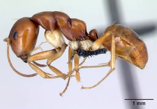 Camponotus reaumuri specimen CASENT0067965 image casent0067965_3