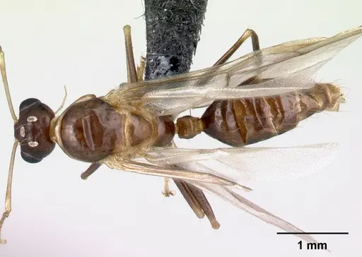 Camponotus reaumuri specimen CASENT0067966 image casent0067966_1