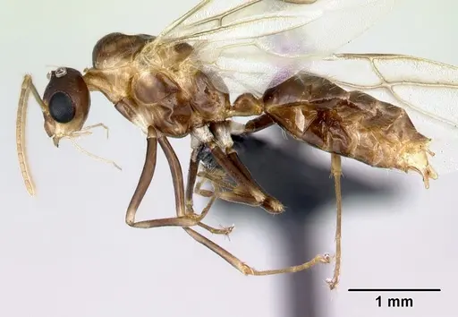 Camponotus reaumuri specimen CASENT0067966 image casent0067966_3