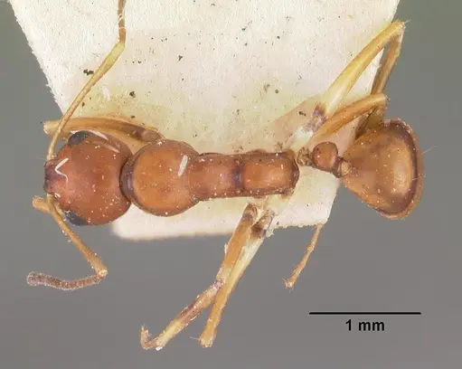 Camponotus reaumuri specimen CASENT0102418 image casent0102418_1