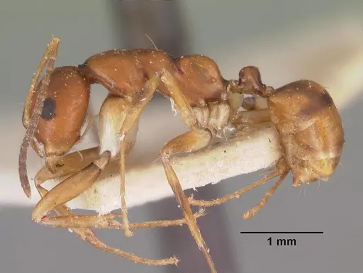 Camponotus reaumuri specimen CASENT0102418 image casent0102418_3