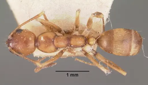 Camponotus reaumuri specimen CASENT0102419 image casent0102419_1