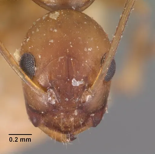 Camponotus reaumuri specimen CASENT0102419 image casent0102419_2