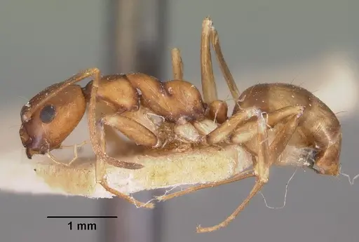 Camponotus reaumuri specimen CASENT0102419 image casent0102419_3