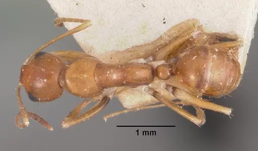 Camponotus reaumuri specimen CASENT0102420 image casent0102420_1