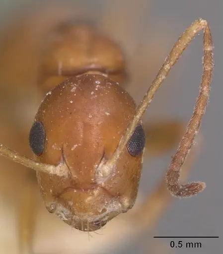 Camponotus reaumuri specimen CASENT0102420 image casent0102420_2