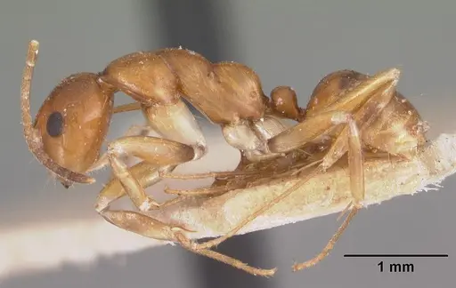 Camponotus reaumuri specimen CASENT0102420 image casent0102420_3