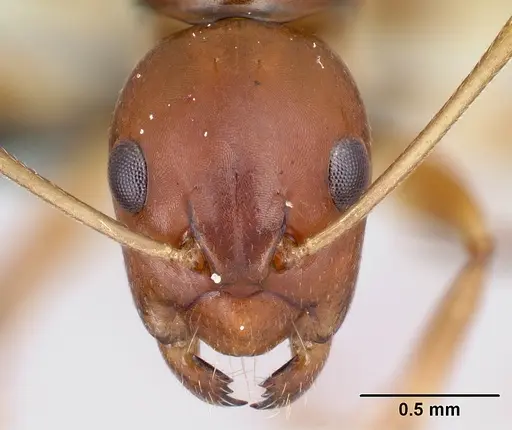 Camponotus reaumuri specimen CASENT0217312 image casent0217312_2