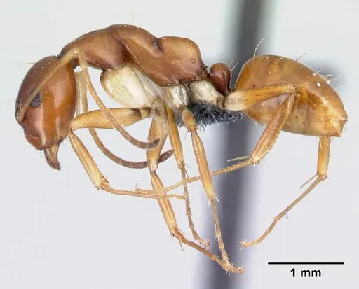 Camponotus reaumuri specimen CASENT0217312 image casent0217312_3