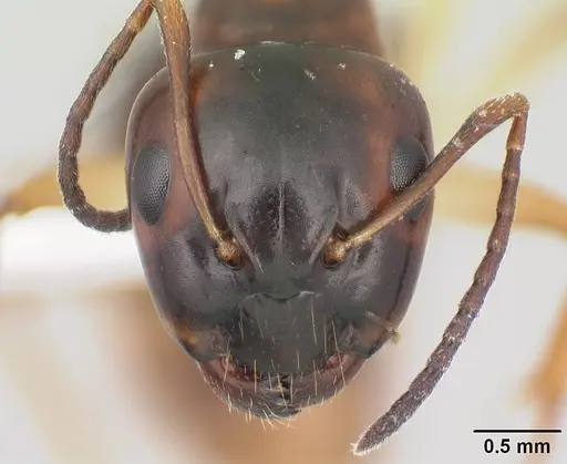 Camponotus reaumuri specimen CASENT0409314 image casent0409314_2
