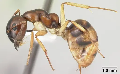 Camponotus reaumuri specimen CASENT0409314 image casent0409314_3