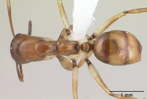 Camponotus reaumuri specimen CASENT0409322 image casent0409322_1