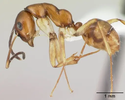 Camponotus reaumuri specimen CASENT0409322 image casent0409322_3