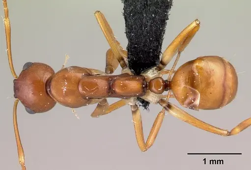 Camponotus reaumuri specimen CASENT0478556 image casent0478556_1