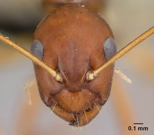 Camponotus reaumuri specimen CASENT0478556 image casent0478556_2