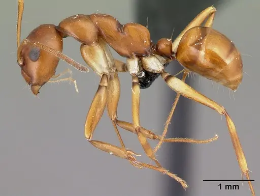 Camponotus reaumuri specimen CASENT0478556 image casent0478556_3
