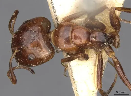 Camponotus rebeccae specimen CASENT0910432 image casent0910432_1