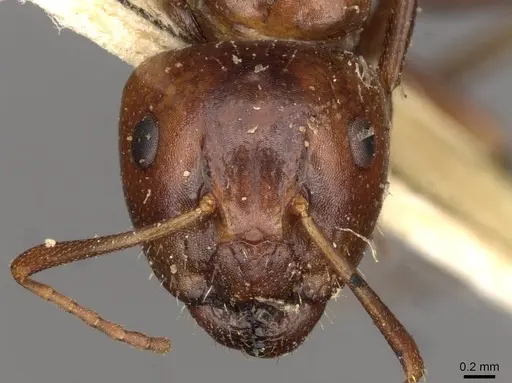 Camponotus rebeccae specimen CASENT0910432 image casent0910432_2