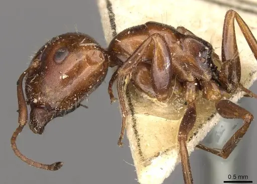 Camponotus rebeccae specimen CASENT0910432 image casent0910432_3