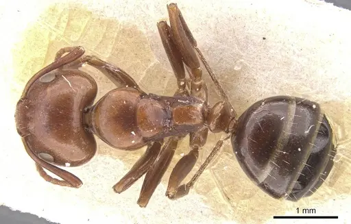 Camponotus rebeccae specimen CASENT0911696 image casent0911696_1