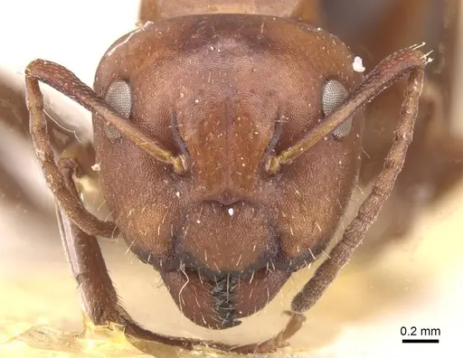 Camponotus rebeccae specimen CASENT0911696 image casent0911696_2