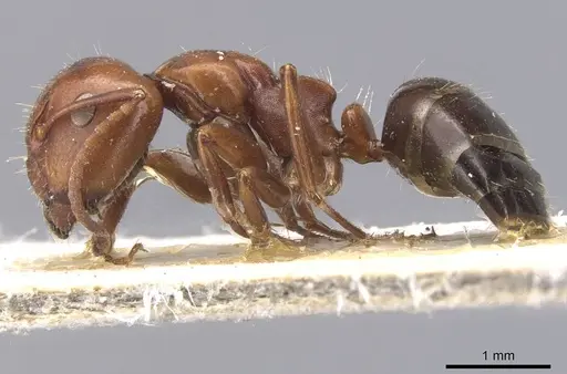 Camponotus rebeccae specimen CASENT0911696 image casent0911696_3