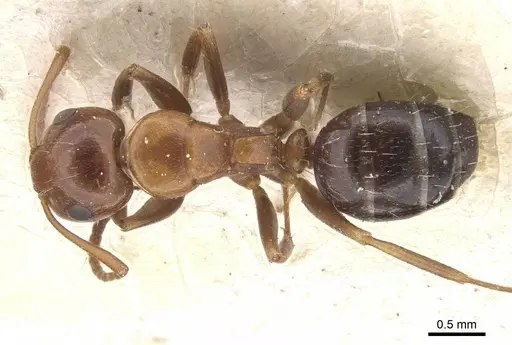 Camponotus rebeccae specimen CASENT0911697 image casent0911697_1