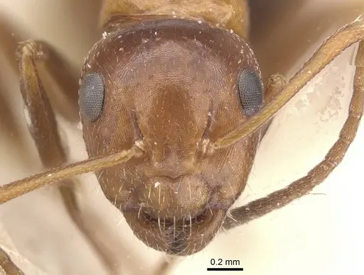 Camponotus rebeccae specimen CASENT0911697 image casent0911697_2