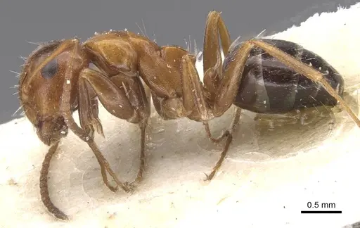 Camponotus rebeccae specimen CASENT0911697 image casent0911697_3