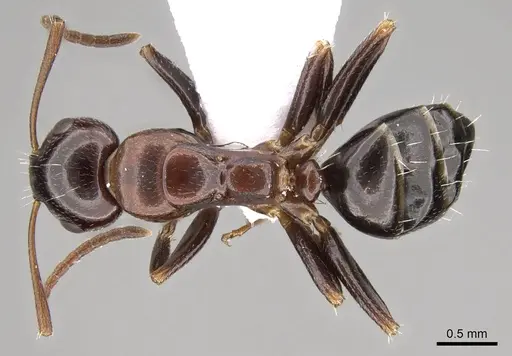 Camponotus rebeccae specimen CASENT0914423 image casent0914423_1