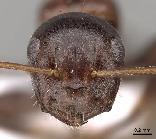 Camponotus rebeccae specimen CASENT0914423 image casent0914423_2