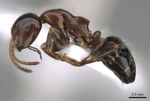 Camponotus rebeccae specimen CASENT0914423 image casent0914423_3