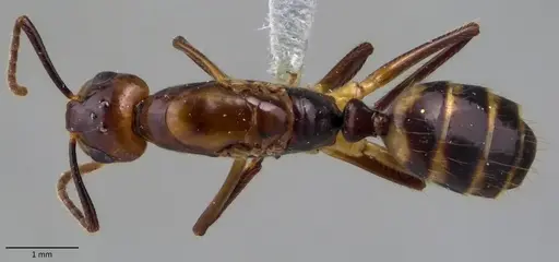 Camponotus reburrus specimen ANTWEB1060114 image antweb1060114_1