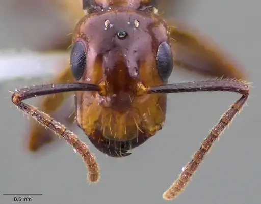 Camponotus reburrus specimen ANTWEB1060114 image antweb1060114_2