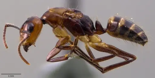 Camponotus reburrus specimen ANTWEB1060114 image antweb1060114_3