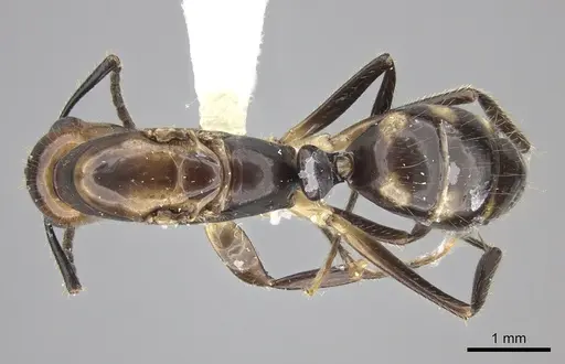 Camponotus reburrus specimen CASENT0249617 image casent0249617_1