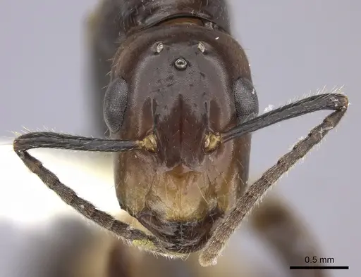 Camponotus reburrus specimen CASENT0249617 image casent0249617_2