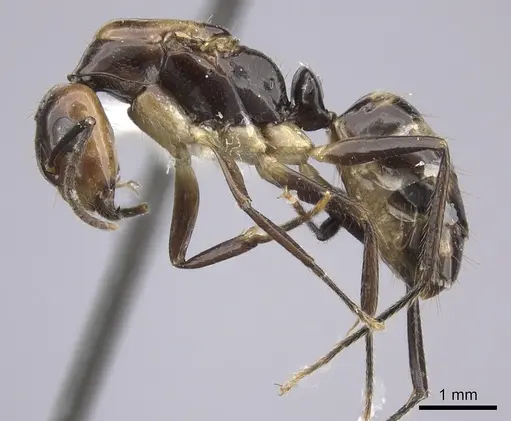 Camponotus reburrus specimen CASENT0249617 image casent0249617_3