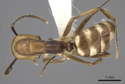 Camponotus reburrus specimen CASENT0249619 image casent0249619_1