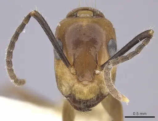 Camponotus reburrus specimen CASENT0249619 image casent0249619_2