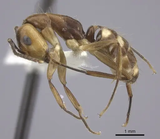 Camponotus reburrus specimen CASENT0249619 image casent0249619_3